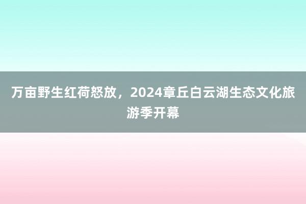 万亩野生红荷怒放，2024章丘白云湖生态文化旅游季开幕